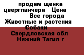 продам щенка цвергпинчера › Цена ­ 15 000 - Все города Животные и растения » Собаки   . Свердловская обл.,Нижний Тагил г.